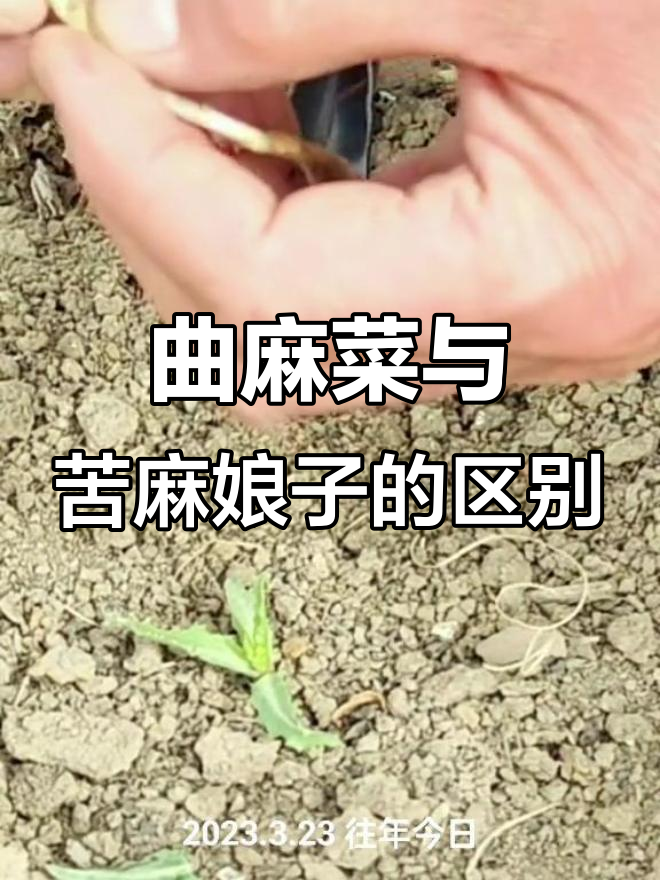 曲麻菜和苦麻娘子大不同,别混淆了!