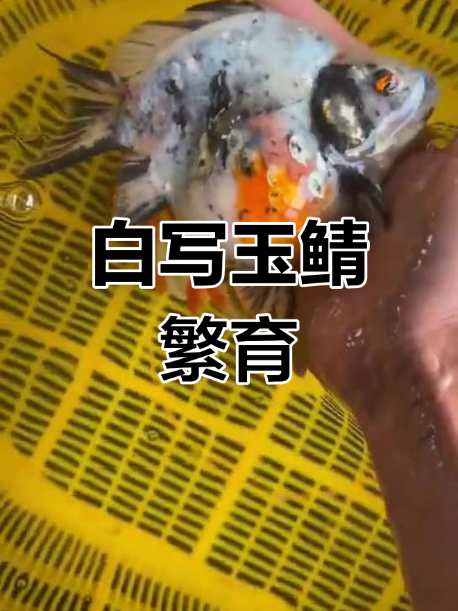 玉鲭繁殖揭秘:白写大日与进口品种的魅力