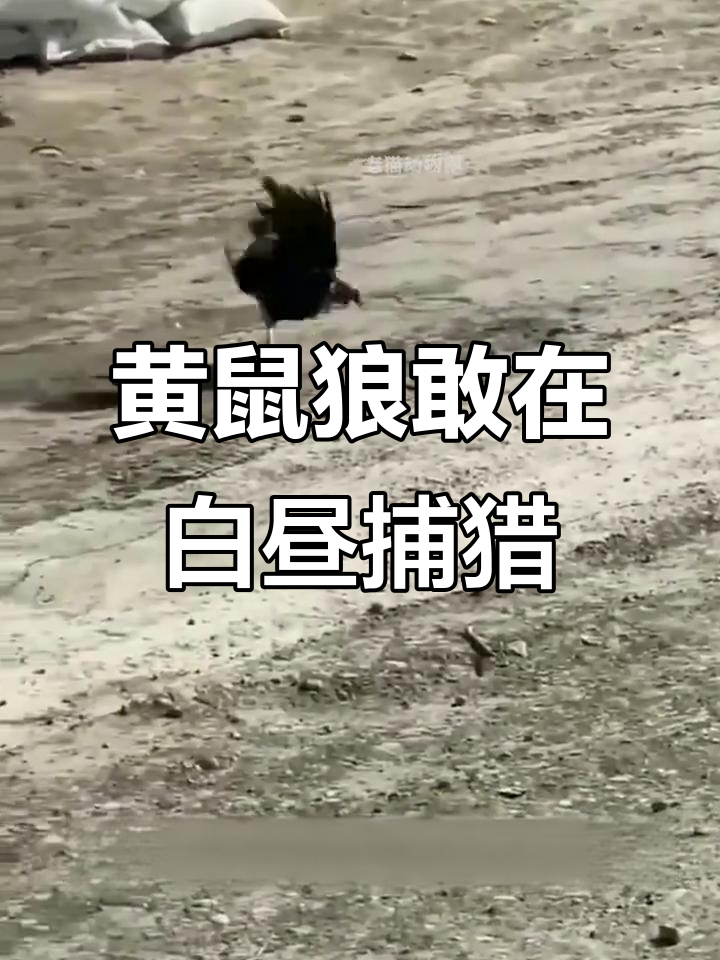 黄鼠狼大白天偷鸡,母鸡奋力反击却被撂倒
