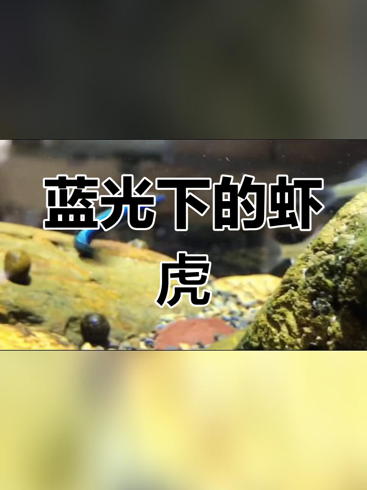 紫身枝桠虾虎,鱼缸中的蓝光精灵