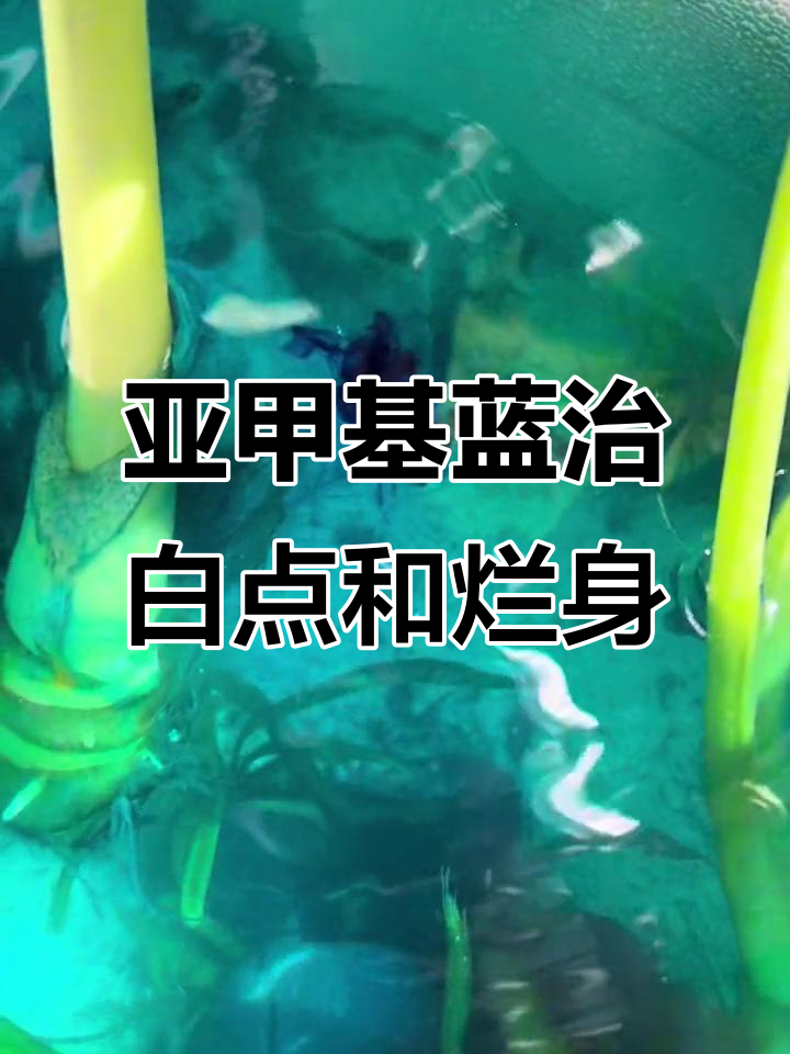 亚甲基蓝:锦鲤白点、水霉病必备良药,鱼缸消毒全攻略