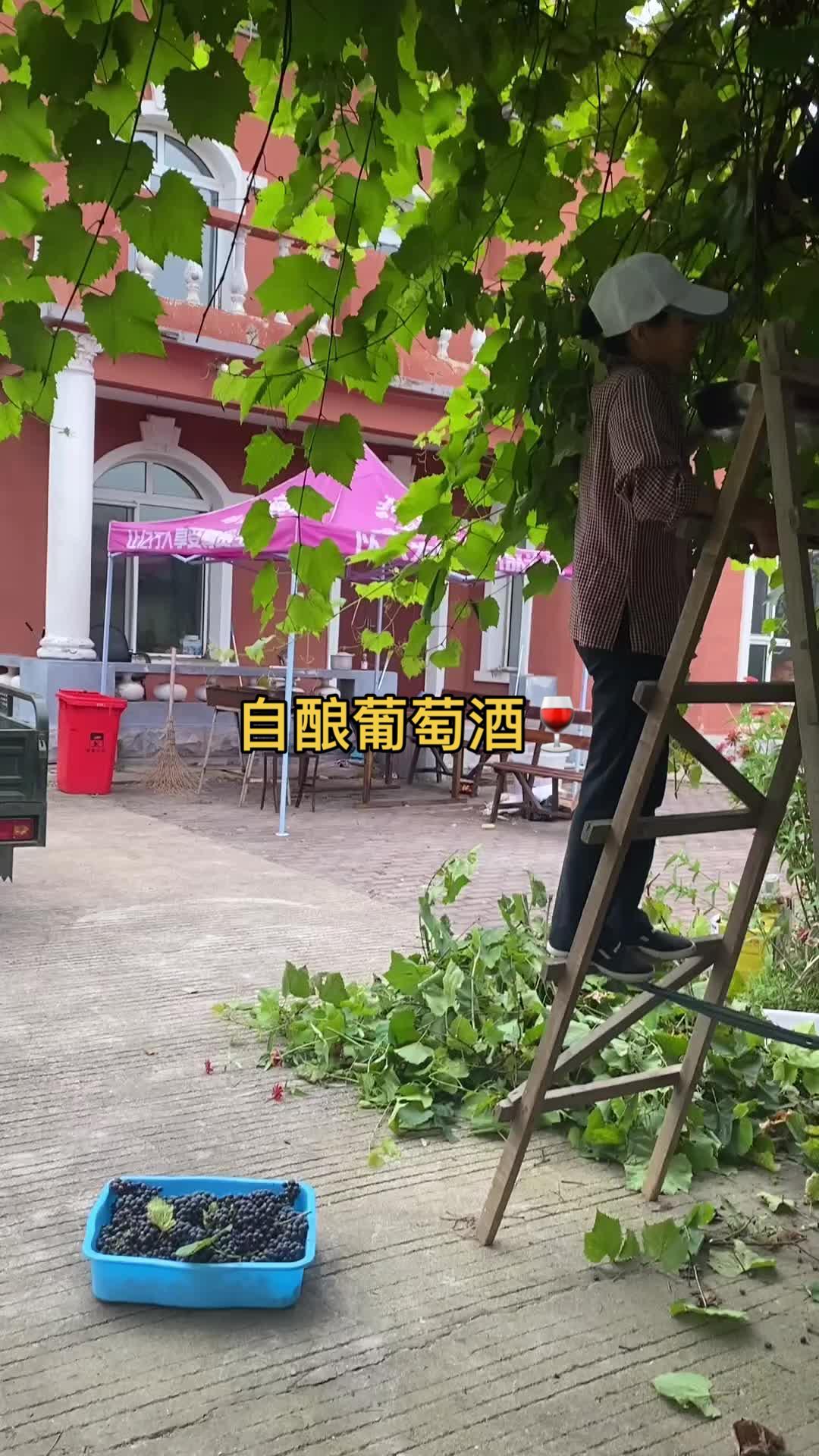 农家自酿葡萄酒 山葡萄小黑粒 记录真实生活 生活随拍记录美好瞬间 快乐就这么简单