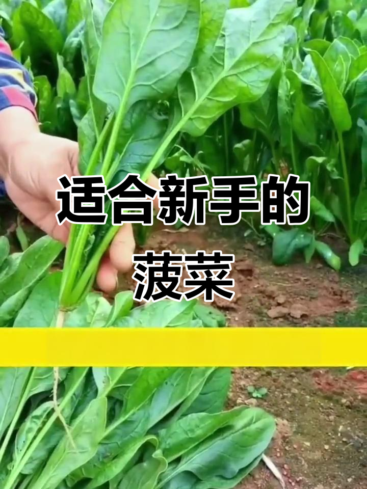 大叶菠菜,耐寒又易种,新手必备!