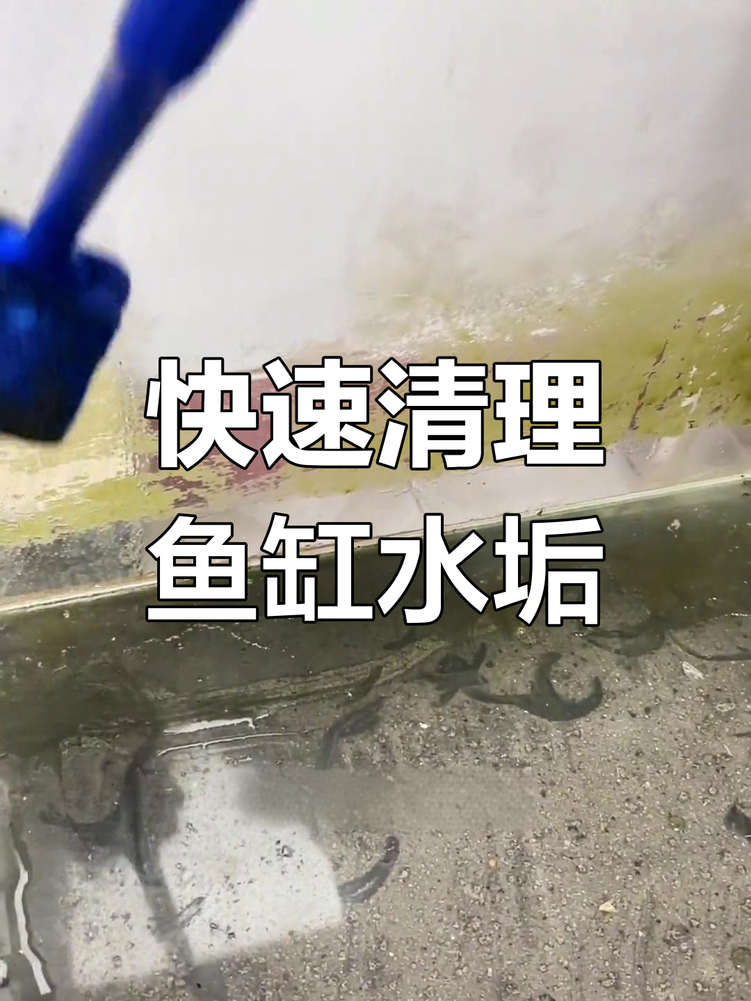 鱼缸清洗小妙招,轻松去水垢不留痕
