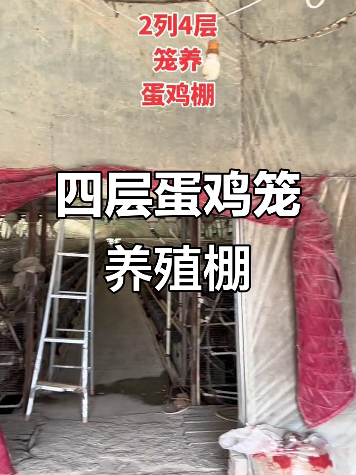 新型养殖大棚揭秘：2列4层蛋鸡笼，高效饲养新模式