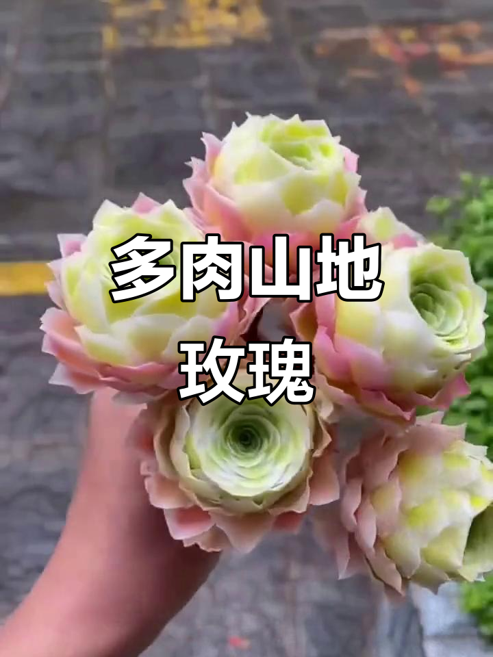 山地玫瑰:永不凋谢的美丽酒杯,多肉植物中的佼佼者