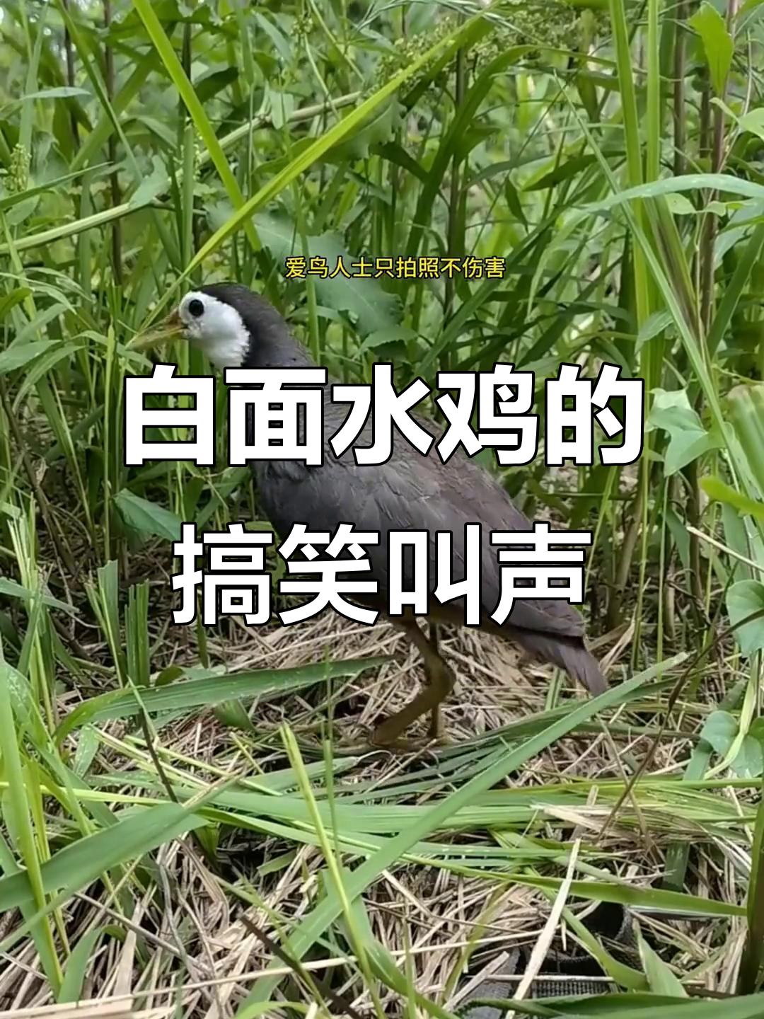 白面水鸡叫声大揭秘,乐高般的笑声让人忍俊不禁
