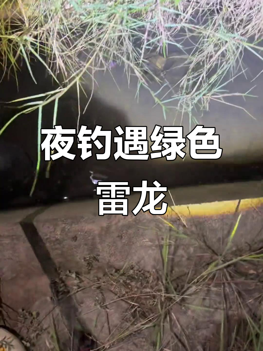 深夜捕捉雷龙鱼,七星鱼惊现臭水沟
