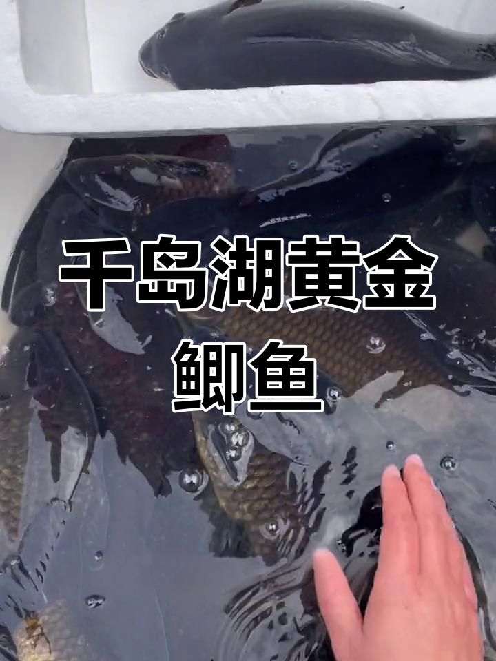 千岛湖黄金鲫鱼,活鱼打包送上门,炖汤红烧营养满满