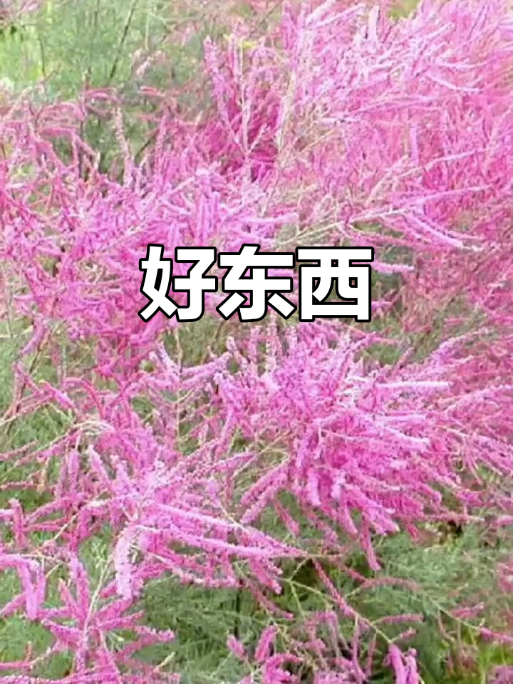 有些东西,真的是好东西