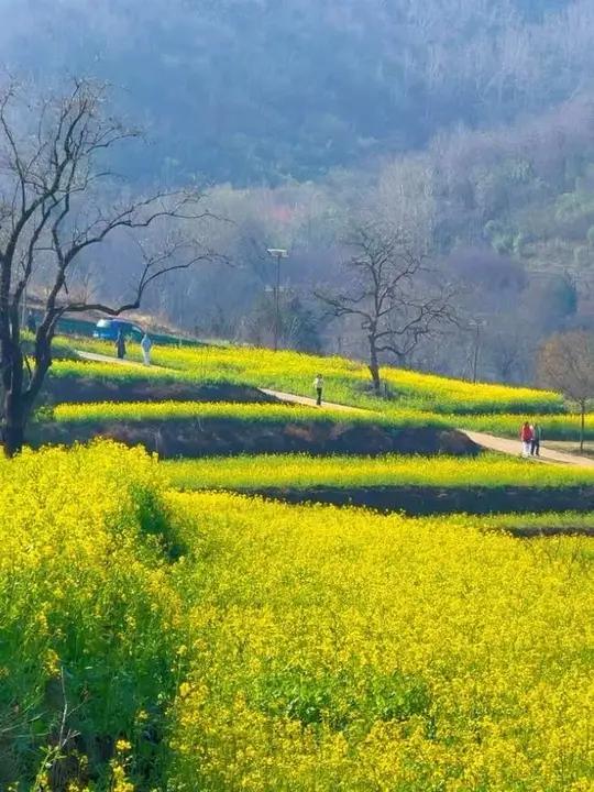 冬天没说完的话,我们春天慢慢说。#油菜花的季节 #风景如画的地方 #感受春的气息