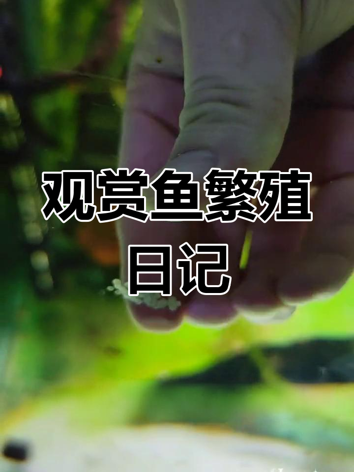 鼠鱼产卵与孵化过程