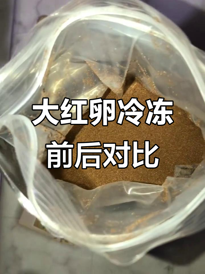 冷冻丰年虾大红卵效果对比,一天一夜变化惊人