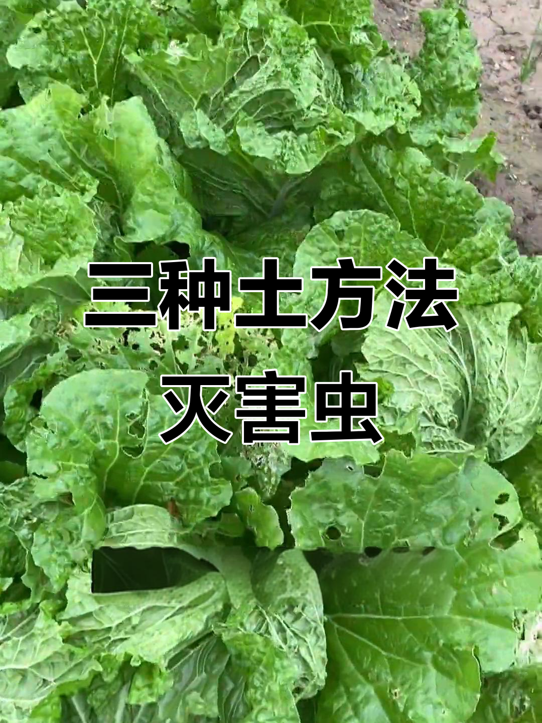 白菜虫害防治三招,环保又高效
