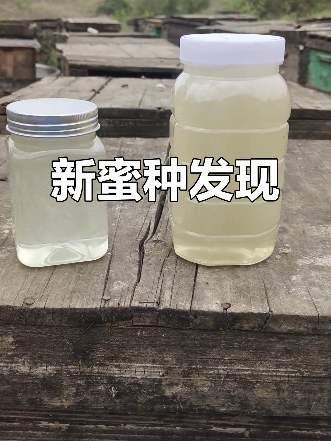 原计划采水白洋槐蜜,没想到山花更丰富,新蜜种有望诞生!