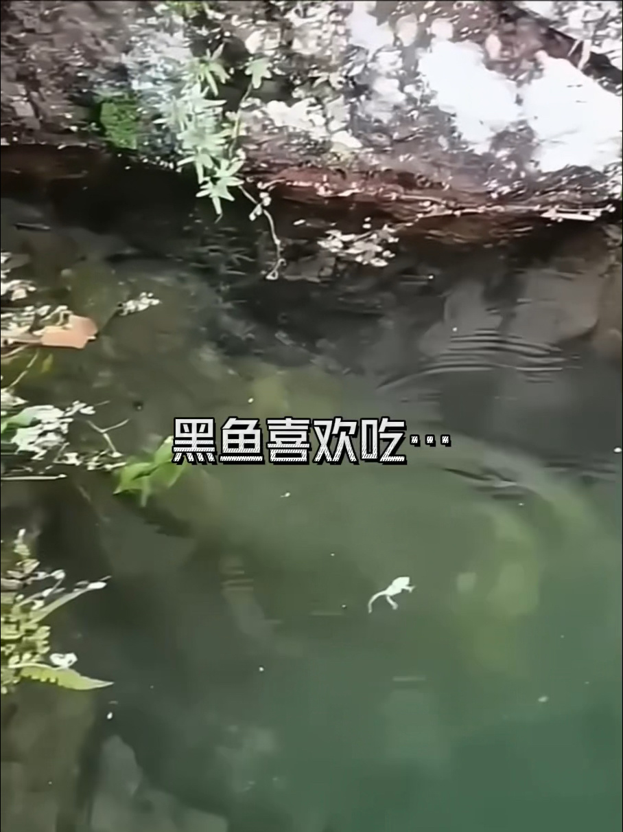 黑鱼喜欢吃的……