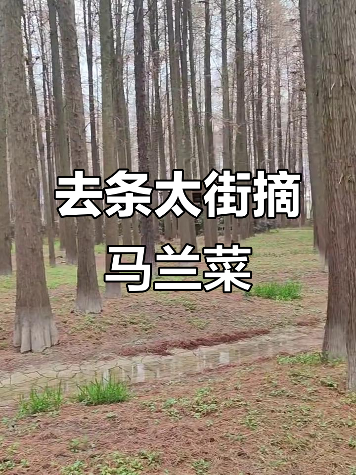 跟着婆婆去摘马兰草,做包子馅或青团超美味