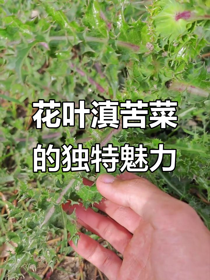 刺干铁刺干的奇特菊科植物,你的家乡有这种野菜吗?