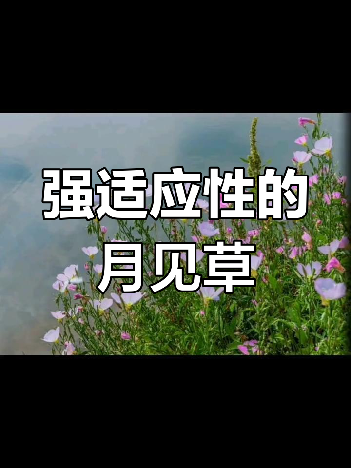 月见草:耐寒耐旱的美丽园艺植物