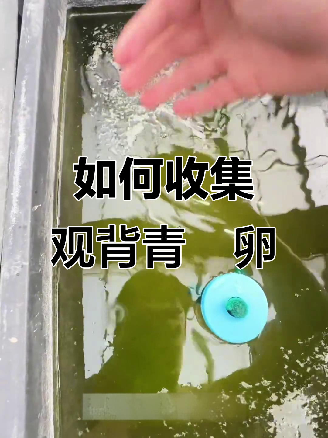 观背青鳉鱼卵收集技巧，轻松搞定！