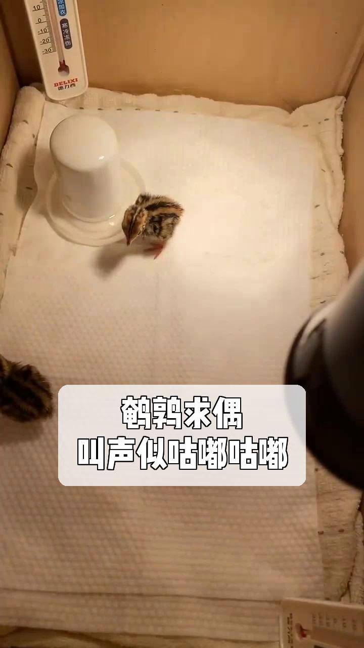 鹌鹑求偶,叫声似咕嘟咕嘟