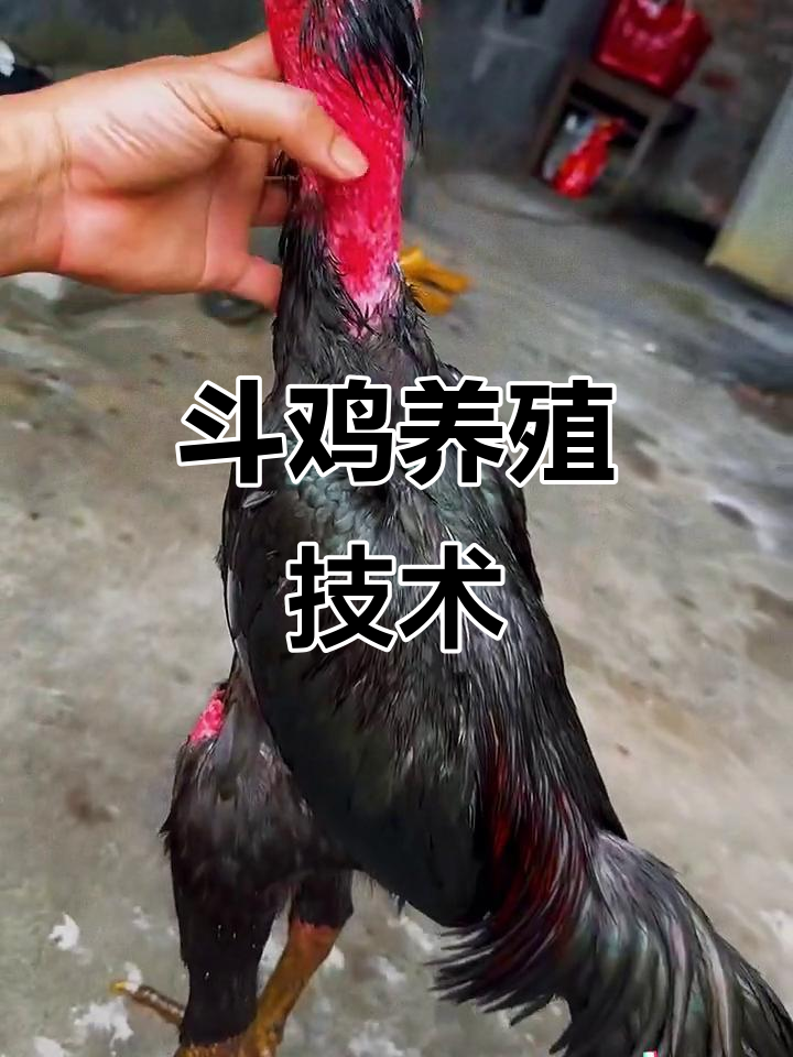 公鸡中的战斗机,斗鸡养殖技巧大揭秘