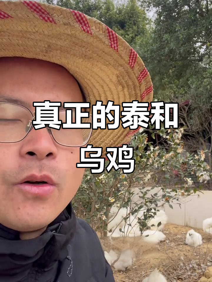 正宗泰和乌鸡揭秘:散养五谷杂粮,千年传承美味