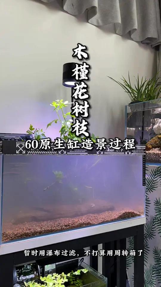 创作灵感 翻缸翻缸!这种极简的原生缸有喜欢的吗?一石一木,入缸成景。原生鱼 原生缸造景 翻