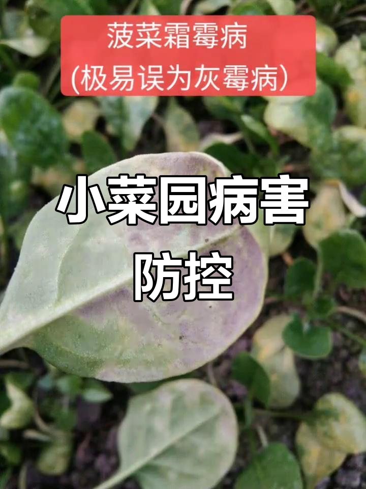 菠菜常见病虫害防治全攻略,霜霉病、灰霉病轻松搞定