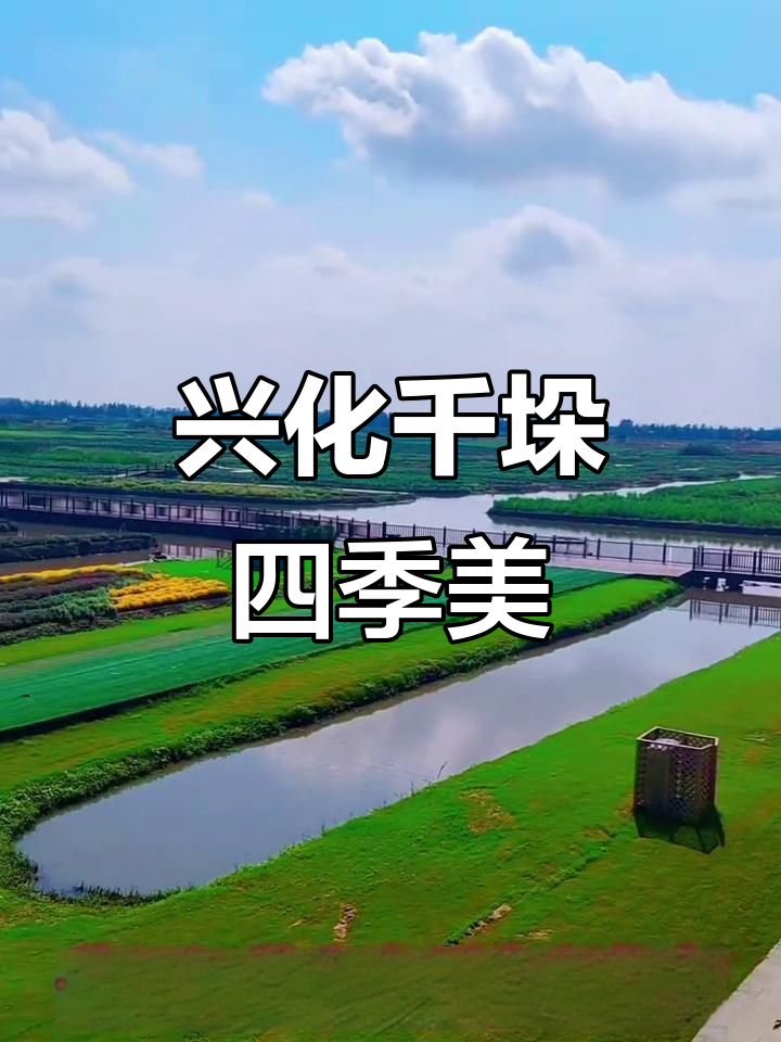 兴化千垛景区:四季皆美景,油菜花与万寿菊的完美交融