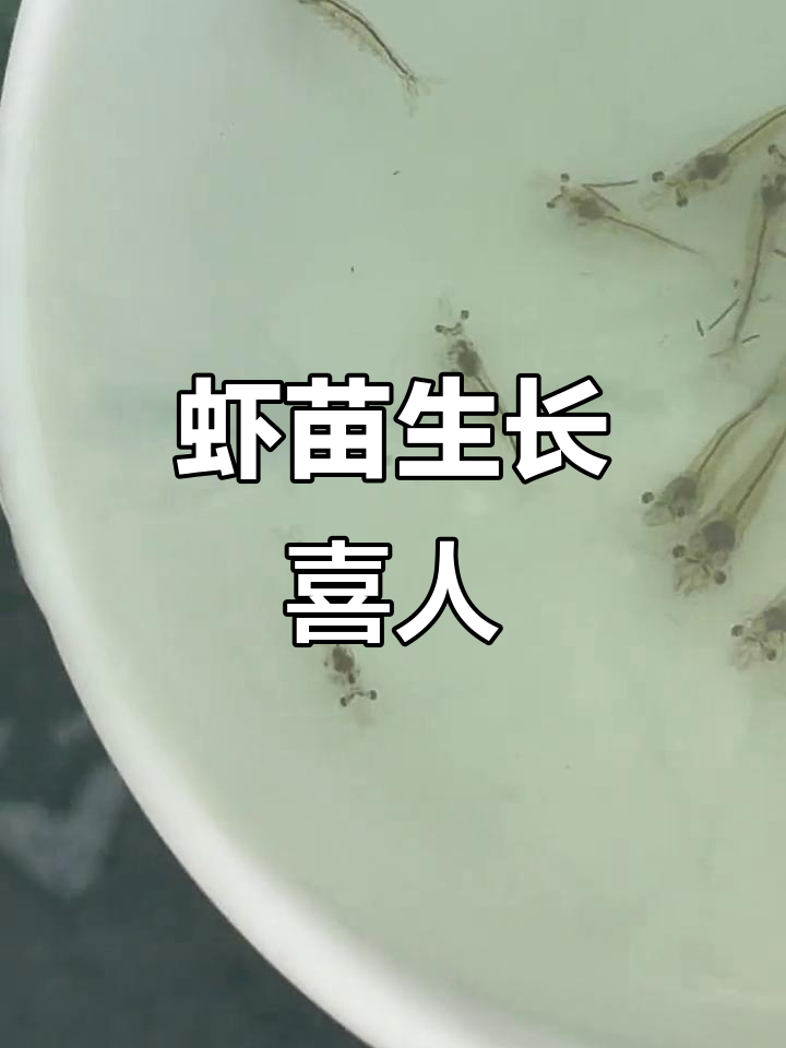 8月海南虾苗生长好,客户反馈积极,生意兴隆!