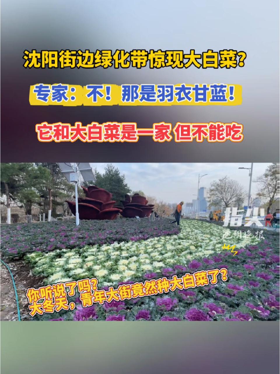 沈阳街边绿化带惊现大白菜?专家:不!那是羽衣甘蓝!它和大白菜是一家 但不能吃(记者 王江 