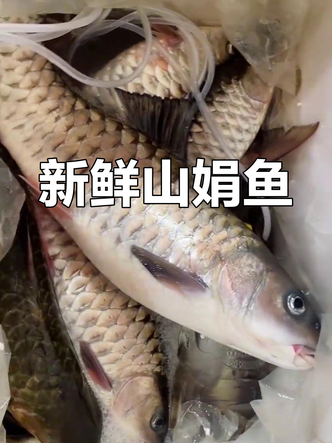 新鲜野生山娟鱼,刀秋美味放心享