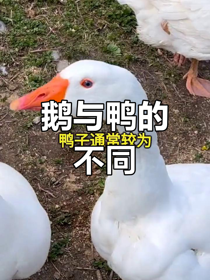 鹅和鸭的区别:从外形到习性全方位解析