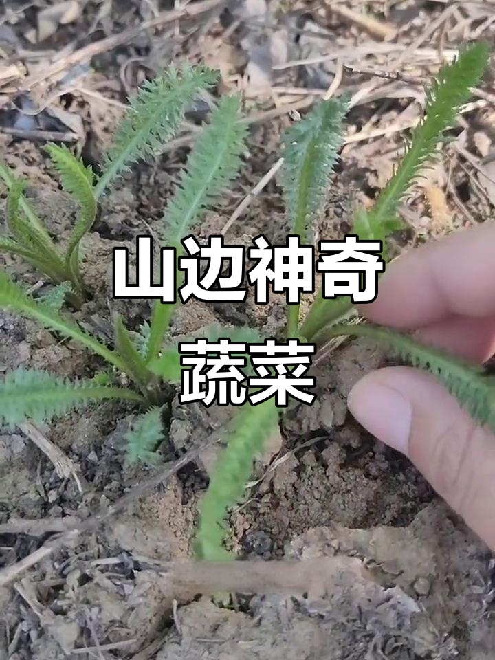 发现神秘山野菜,叶子像锯齿一样能吃吗?