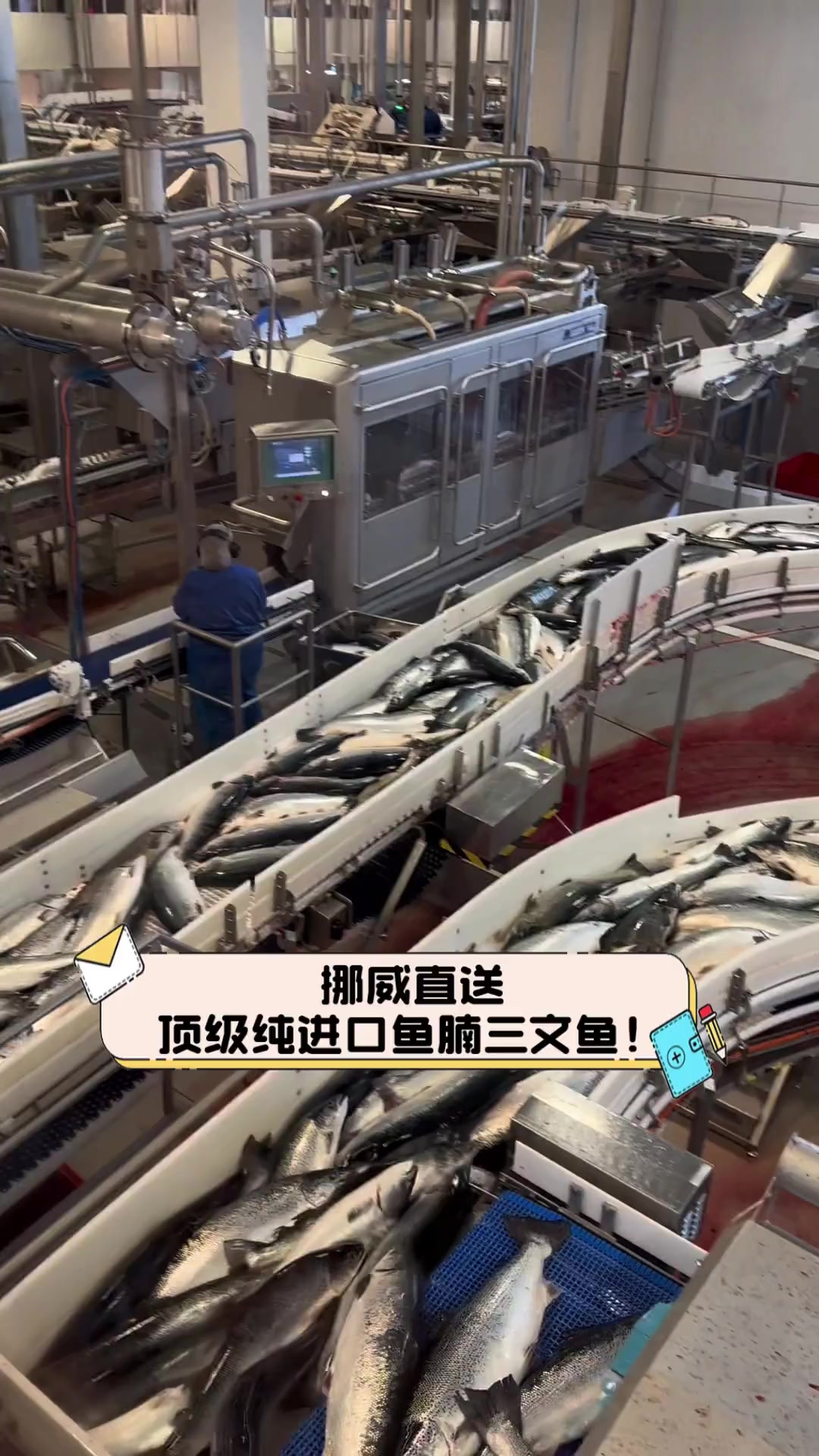 挪威直送,顶级纯进口鱼腩三文鱼!