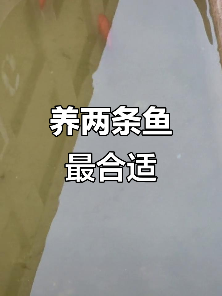 家里养两条鱼,好运连连!