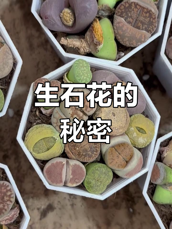 长得像石头,其实是多肉植物!生石花伪装成沙漠中的小石头