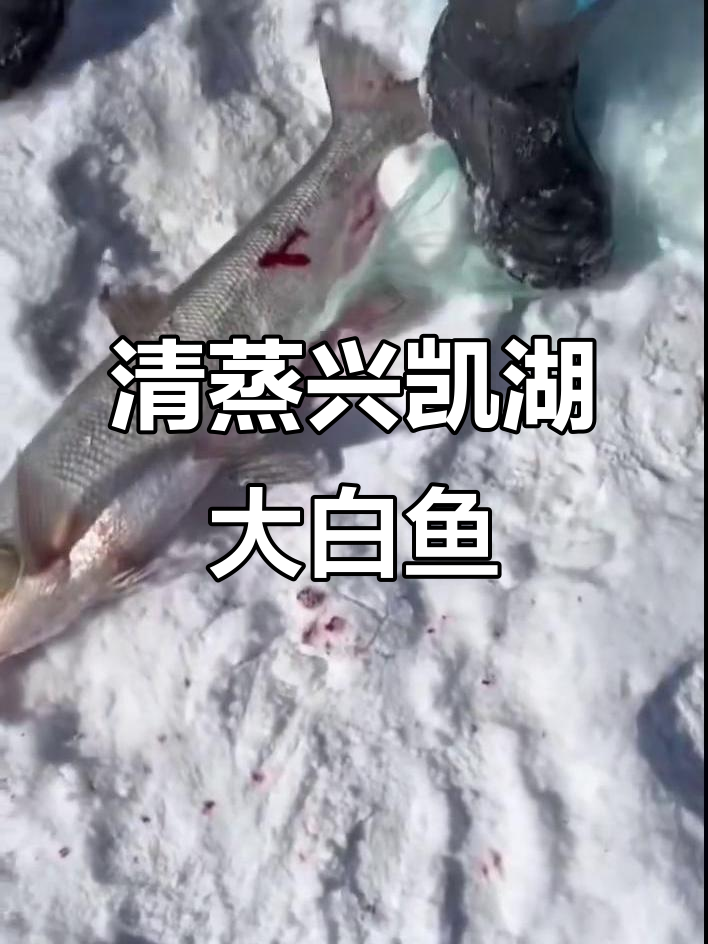 兴凯湖大白鱼:清蒸美味,中华名肴的独特魅力
