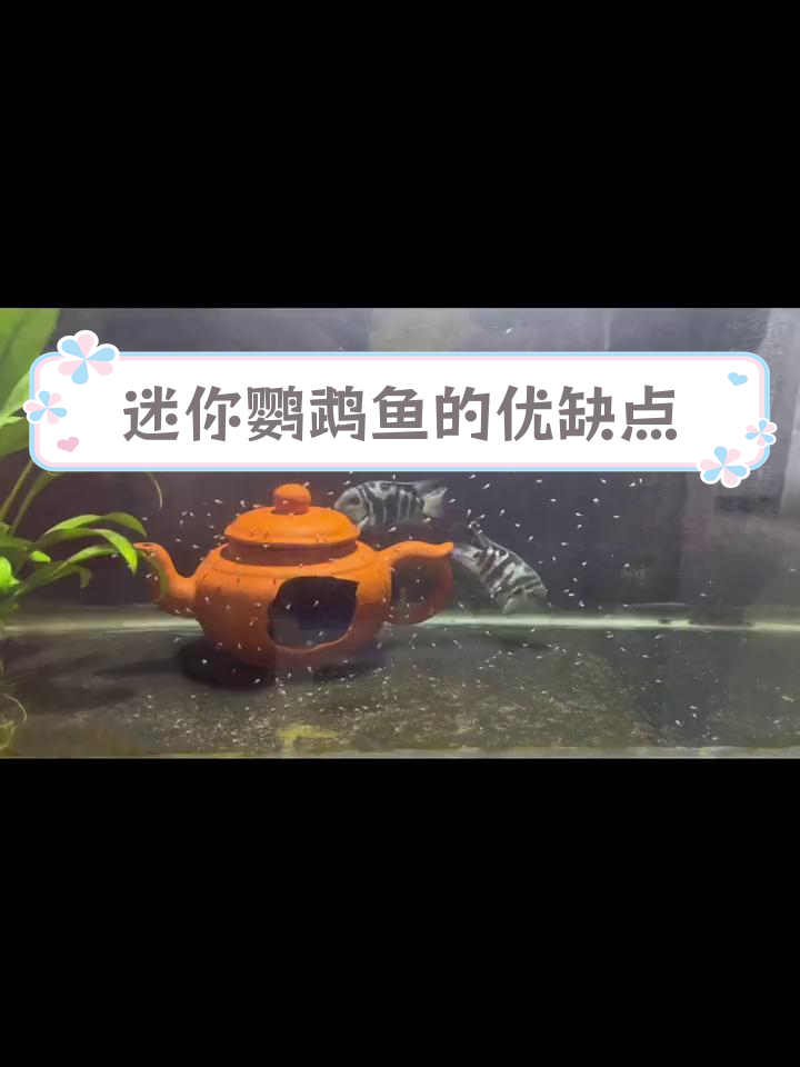 迷你鹦鹉鱼:耐活好养,但不适合混养