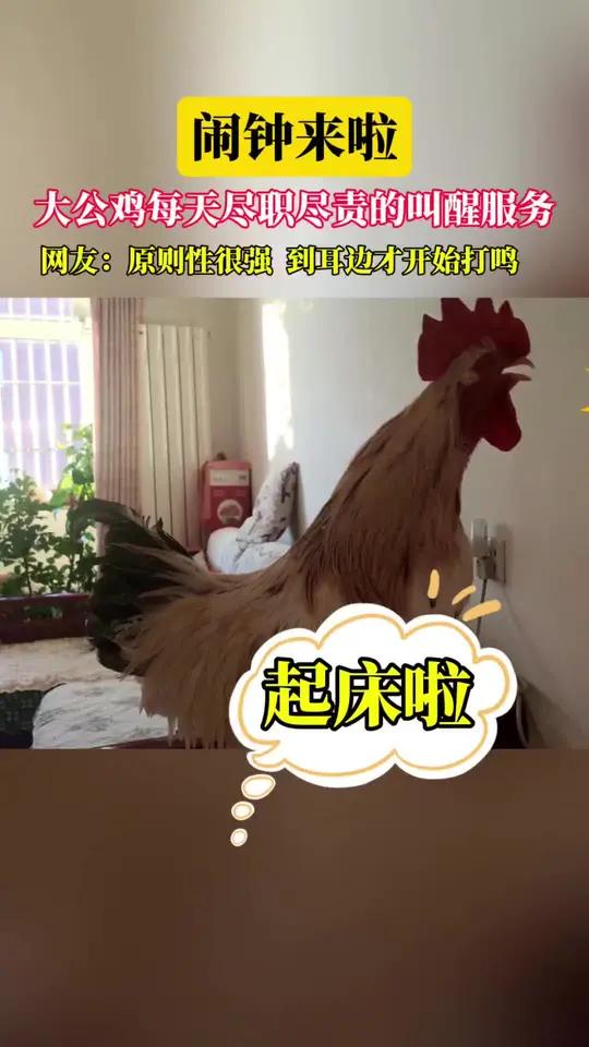 闹钟来啦!大公鸡每天尽职尽责的叫醒服务。网友:原则性很强,到耳边才开始打鸣