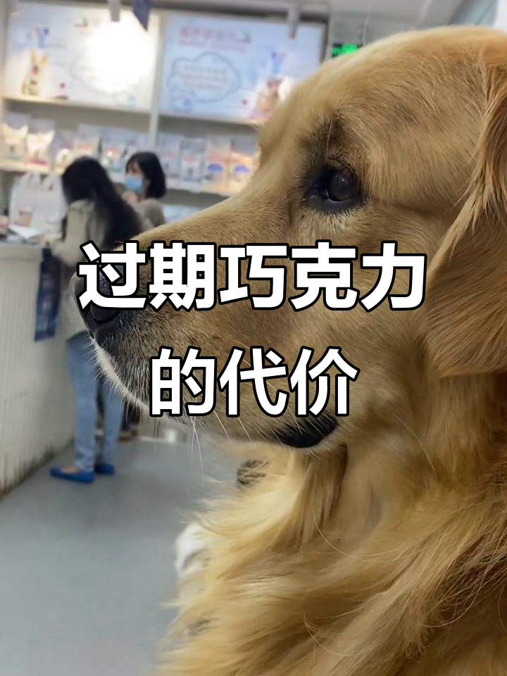 翻垃圾找过期巧克力?后果可是在医院吐得天昏地暗!