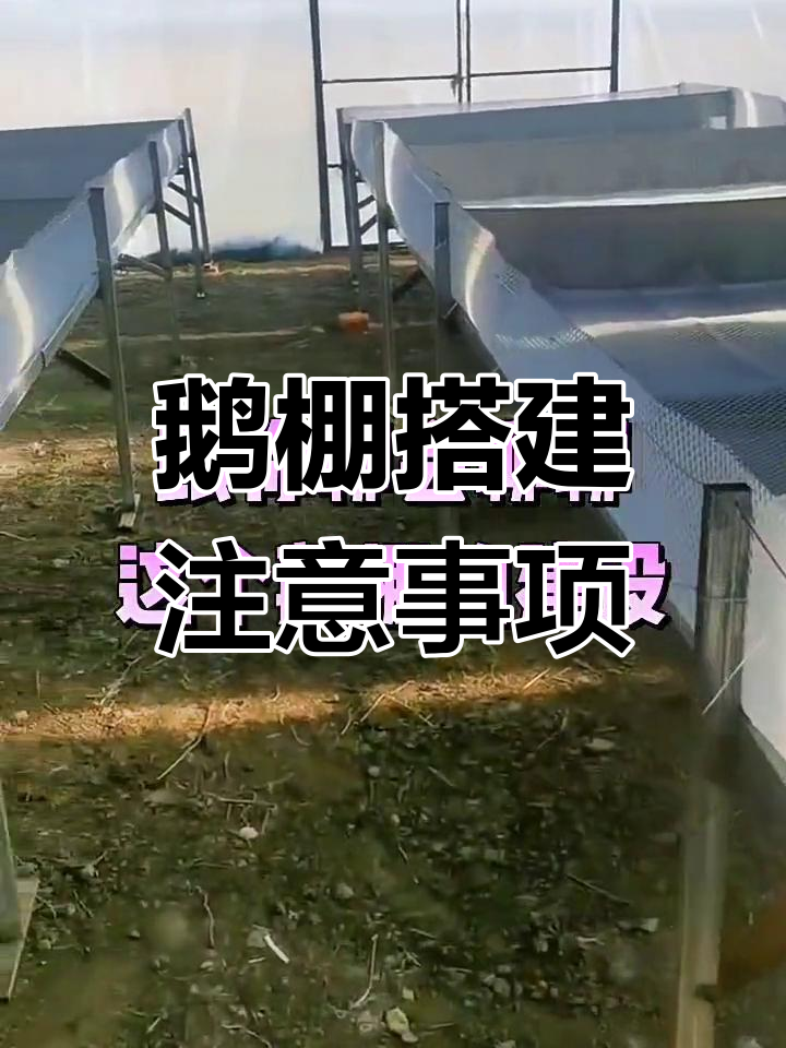 鹅棚网床搭建误区,如何避免弊端