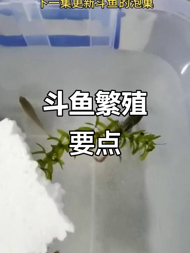 繁殖斗鱼需注意环境,公母选择与盖子保护不可忽视