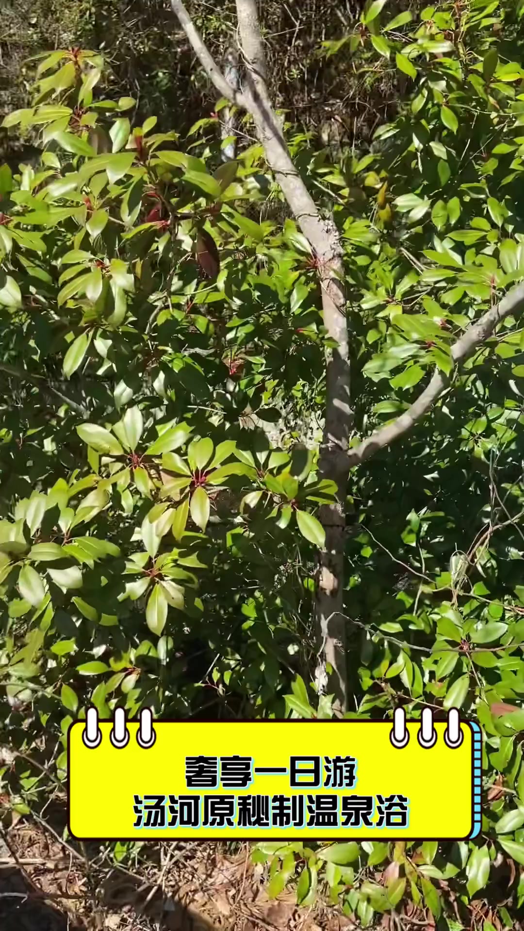 奢享一日游,汤河原秘制温泉浴