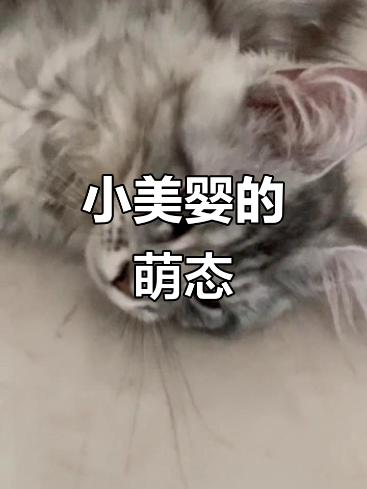 浅银缅因猫妹妹，鱼骨纹可爱暴击！