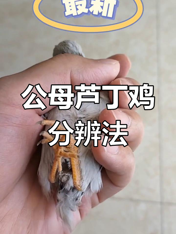 芦丁鸡公母辨别新技巧,简单又实用