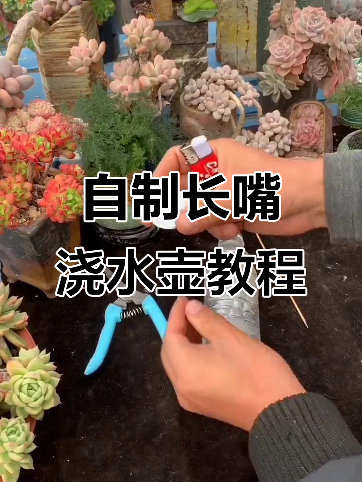 废旧塑料瓶变浇水壶,简单步骤教你DIY多肉工具