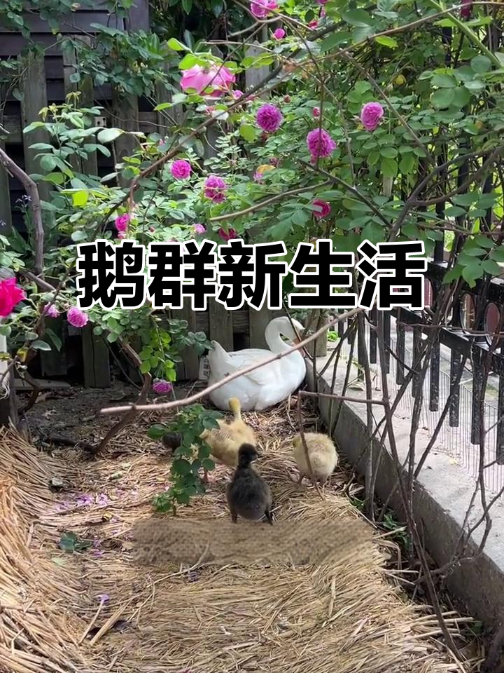 小鹅与大鹅亲密接触,准备迎接河中冒险!