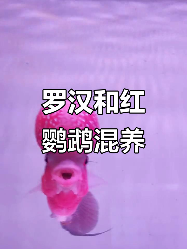 罗汉鱼与红鹦鹉和谐共处,温馨画面让人惊艳